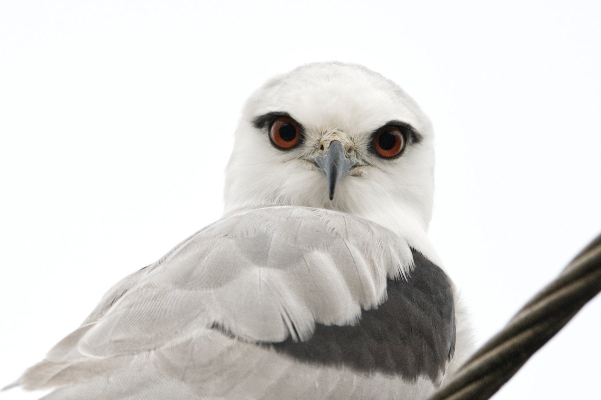 Black-shouldered Kite - ML600431621