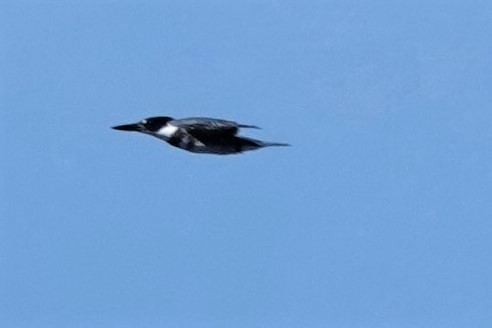 Belted Kingfisher - ML600431981