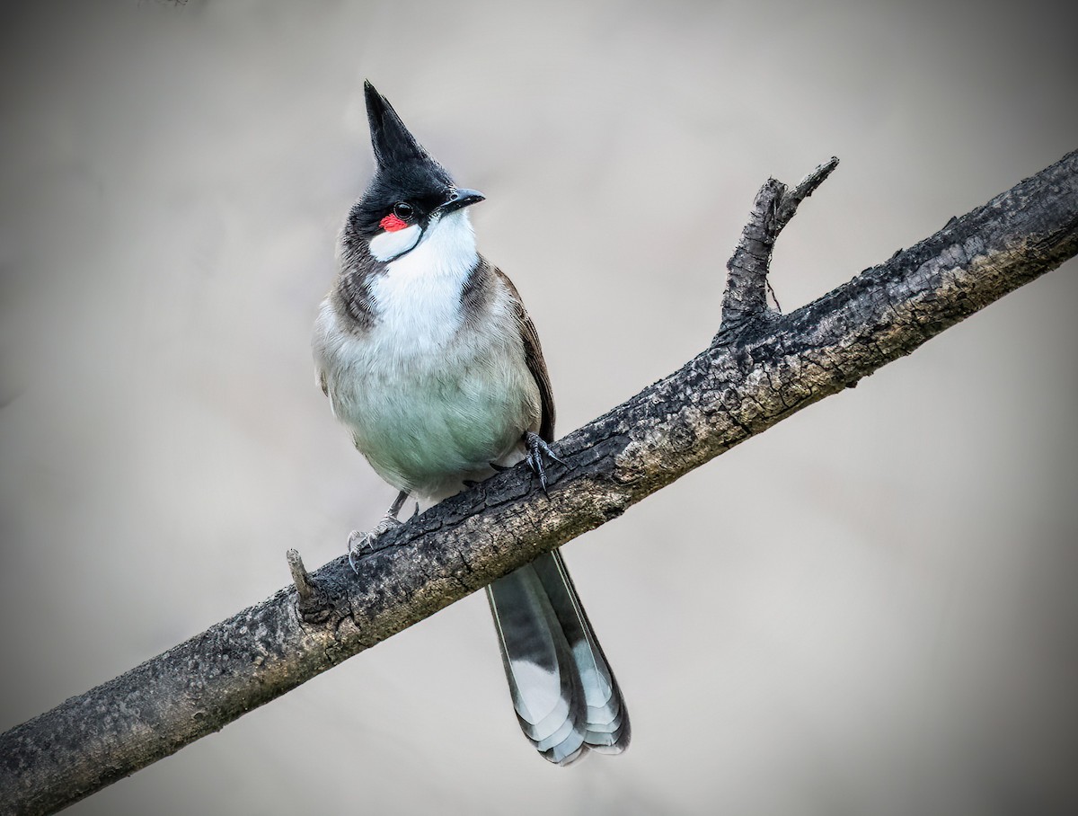 Red-whiskered Bulbul - Jonathan Tickner