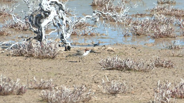 Red-capped Plover - ML600432611