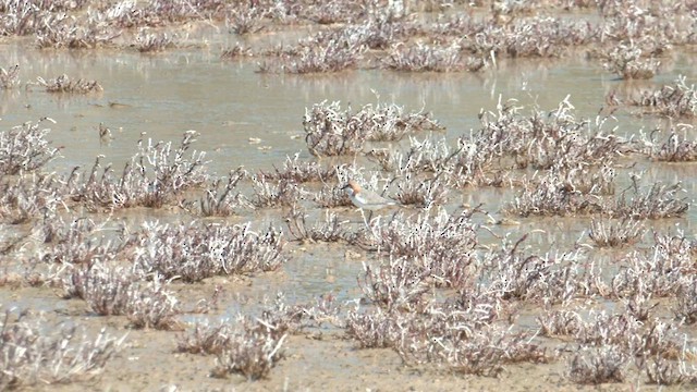 Red-capped Plover - ML600432681