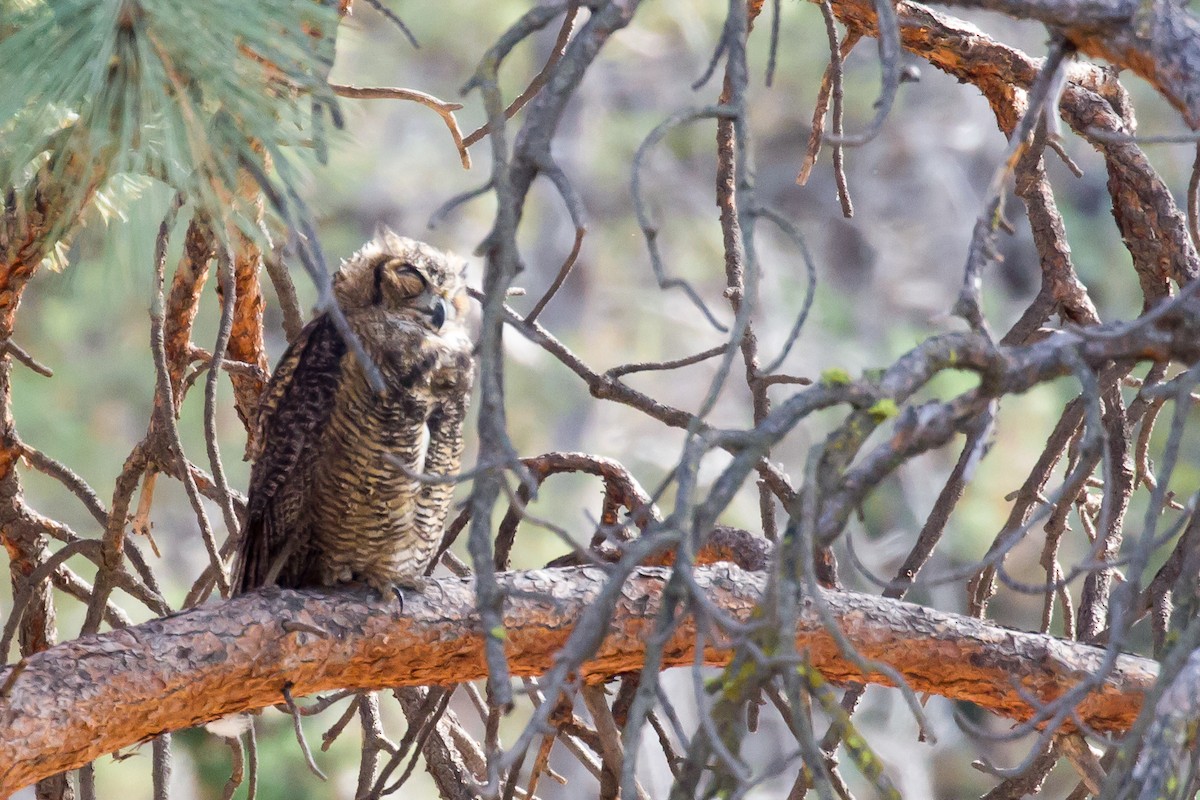 Great Horned Owl - ML600433211