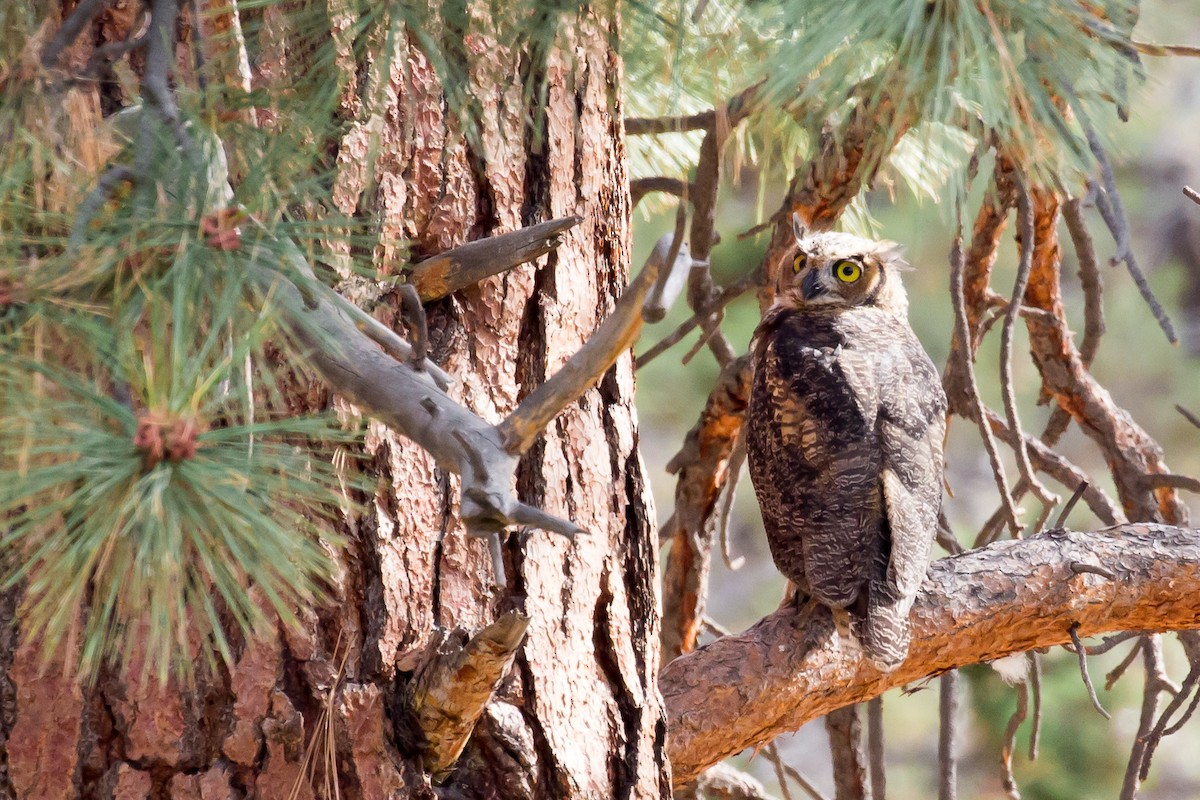 Great Horned Owl - ML600433221