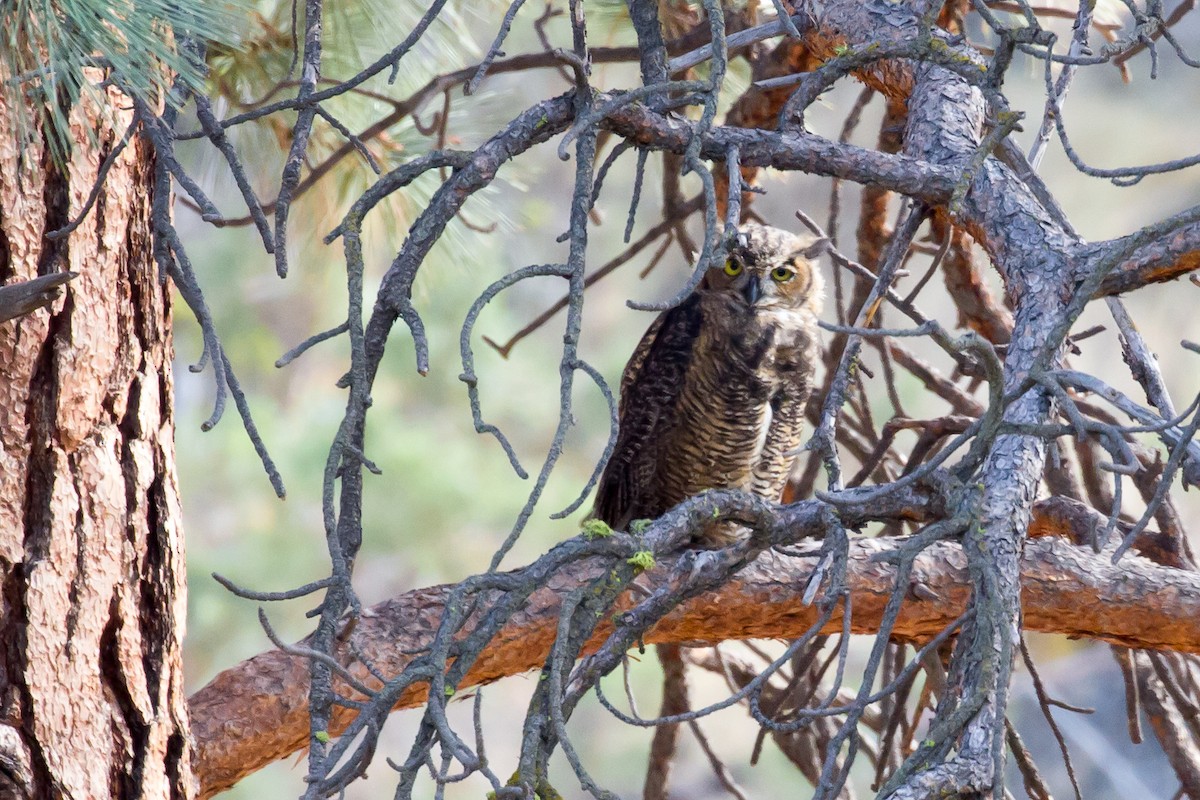 Great Horned Owl - ML600433231