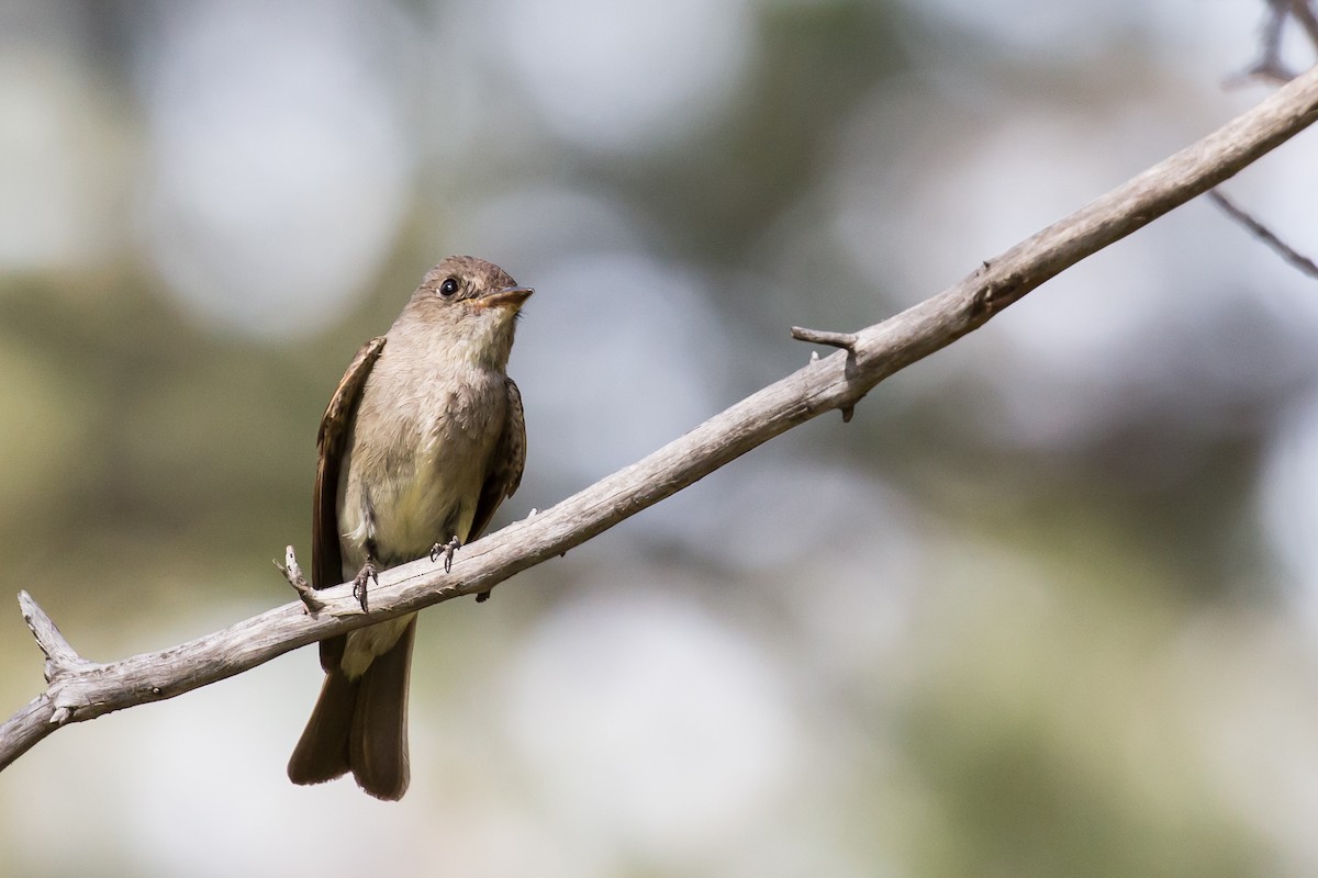 Western Wood-Pewee - ML600433351