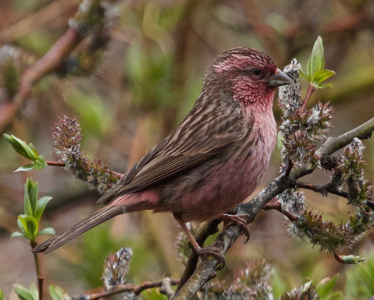 Pink-rumped Rosefinch - Craig Robson