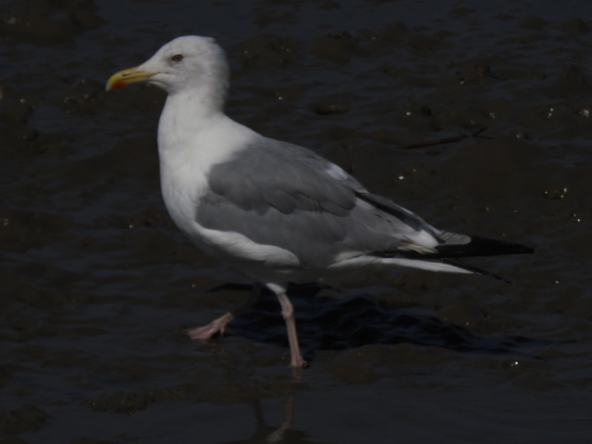 Herring Gull (Mongolian) - ML600435061