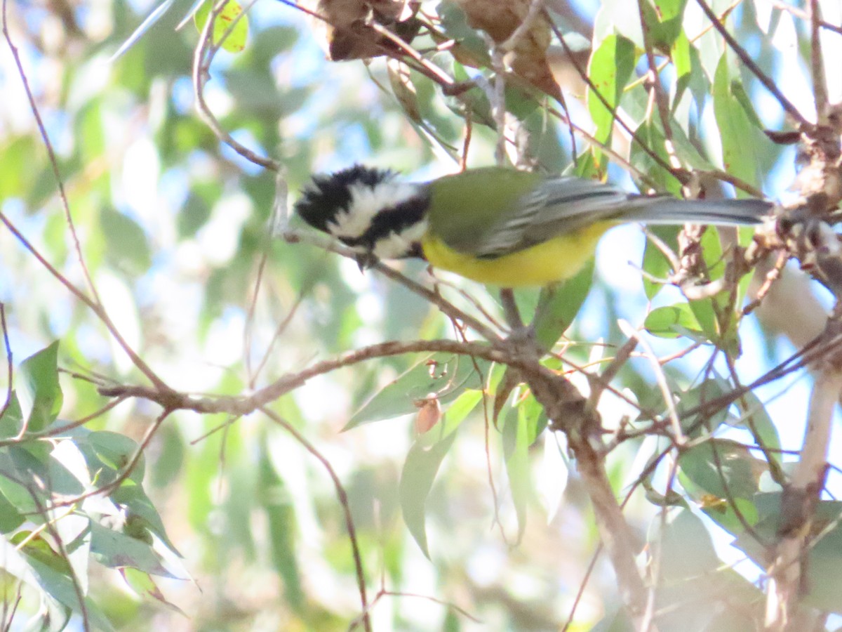 Eastern Shrike-tit - ML600438111