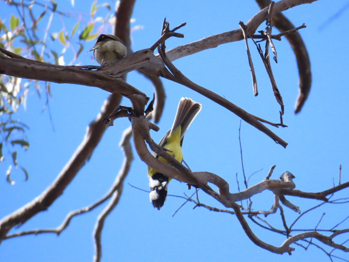 Eastern Shrike-tit - ML600438121