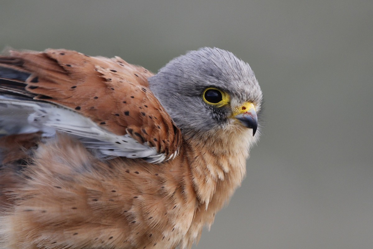 Rock Kestrel - ML600438151