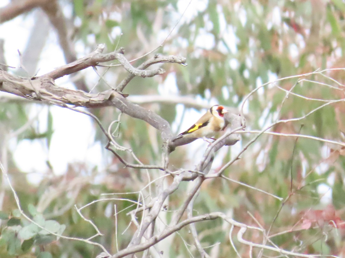 European Goldfinch - ML600438261