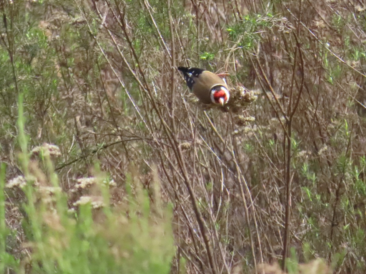 European Goldfinch - ML600438361