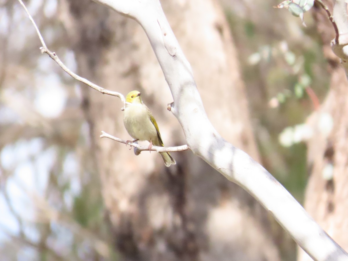 White-plumed Honeyeater - Ben Ward