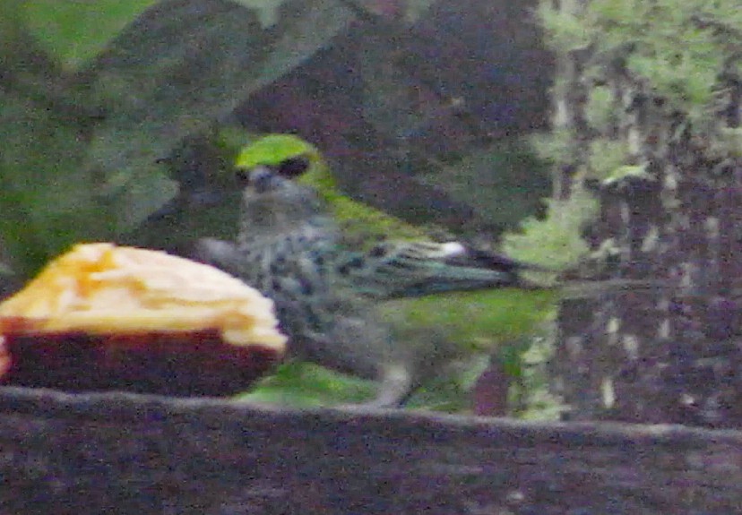 Speckled Tanager - ML600438701