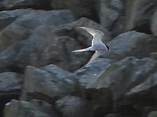 Arctic Tern - Lesha Roberts
