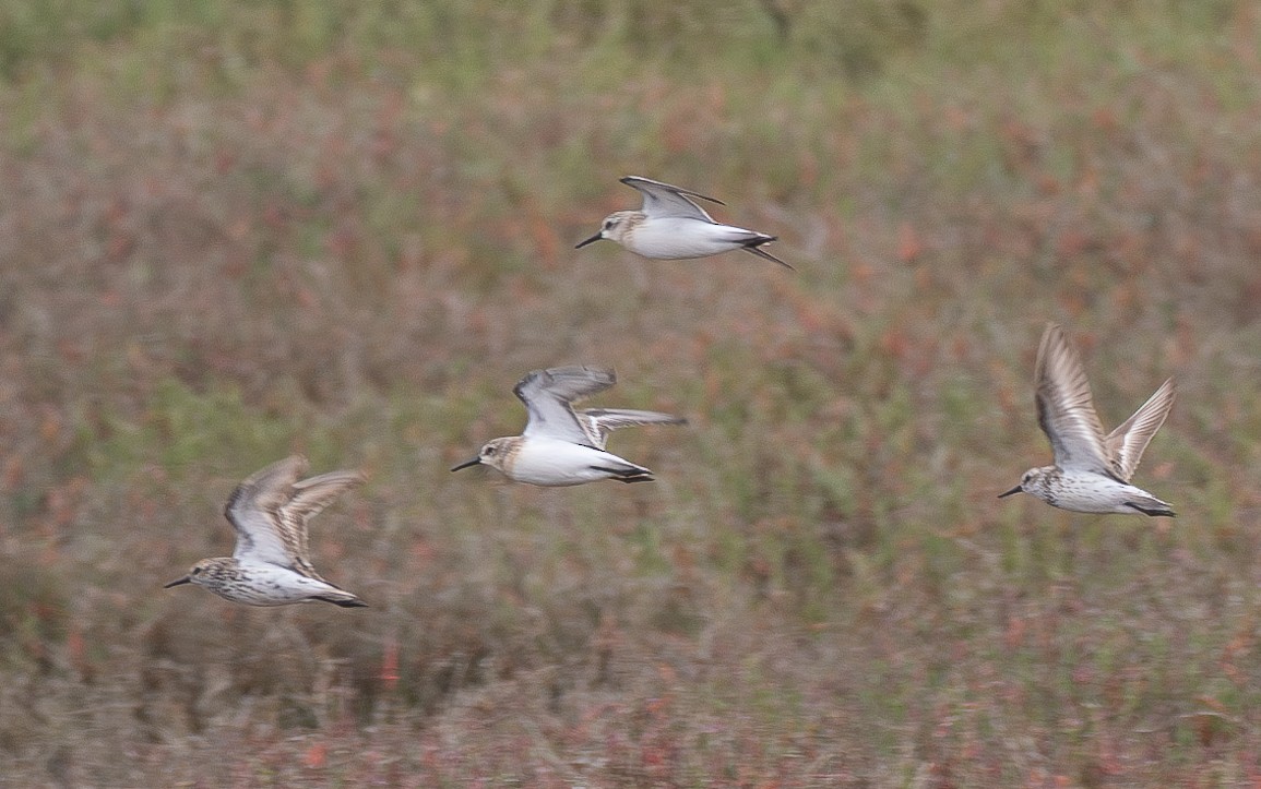 Western Sandpiper - ML600440221