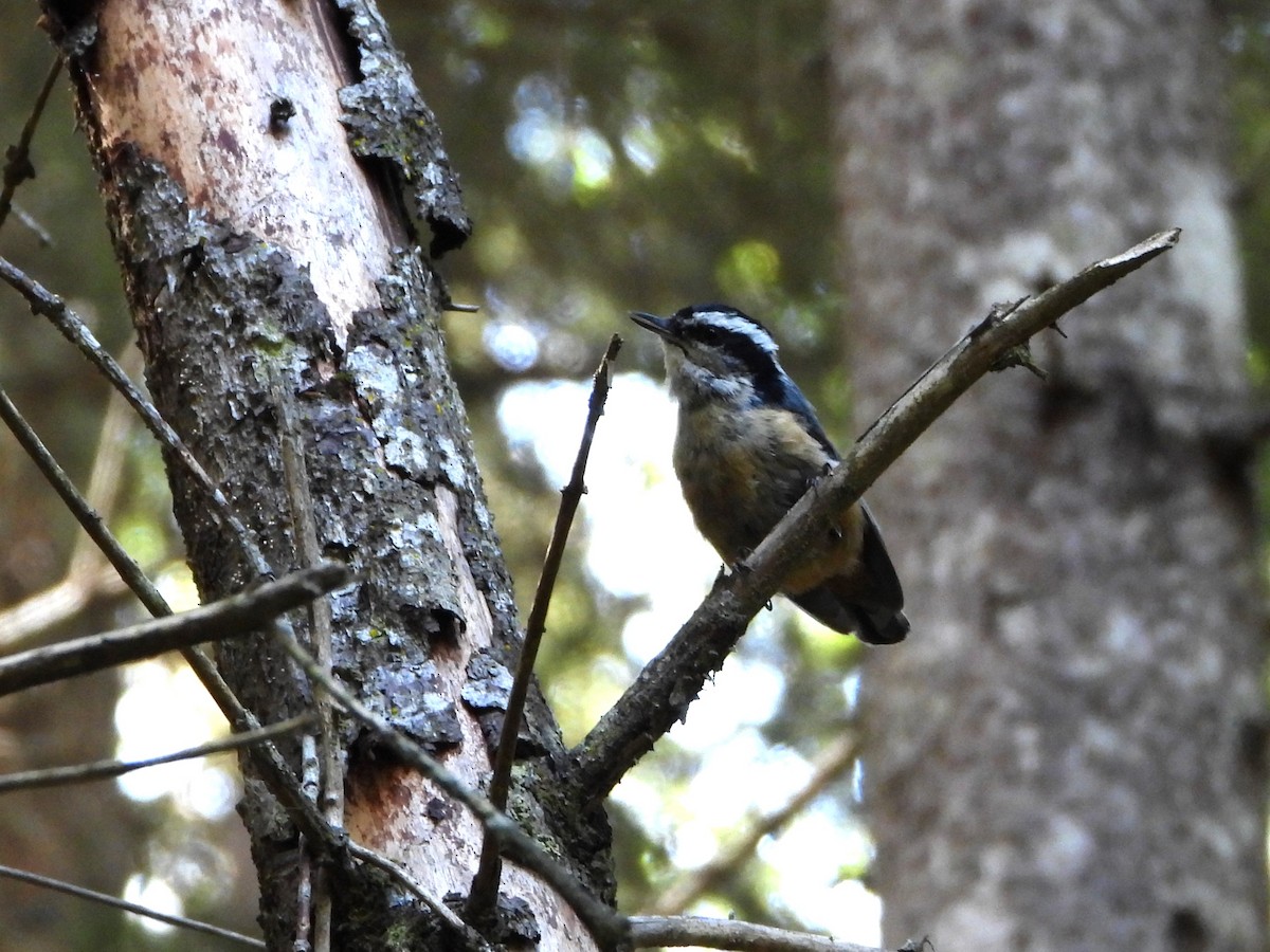 Red-breasted Nuthatch - ML600440471