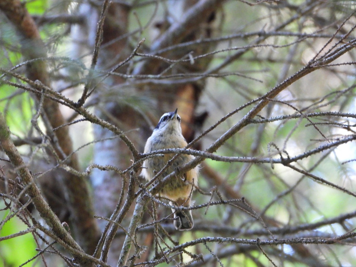 Red-breasted Nuthatch - ML600440481