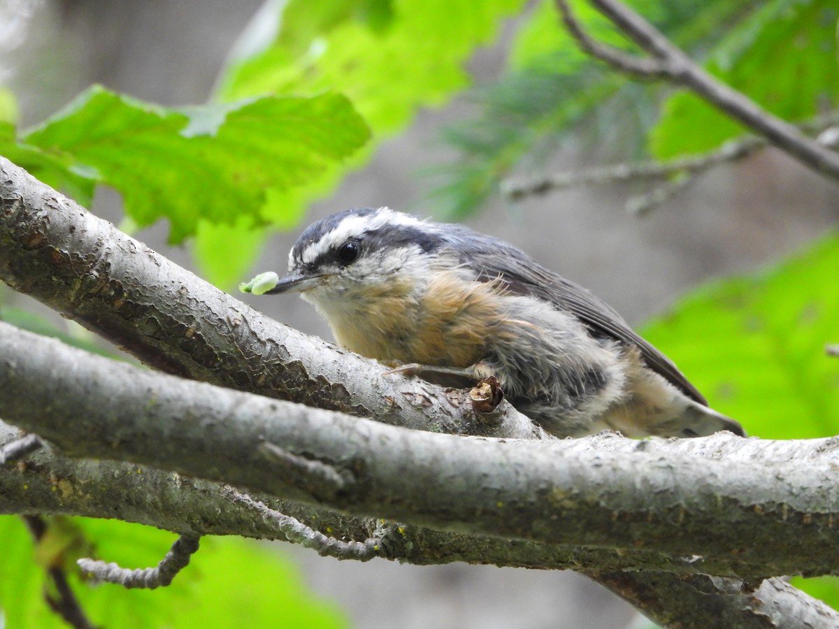 Red-breasted Nuthatch - ML600440491