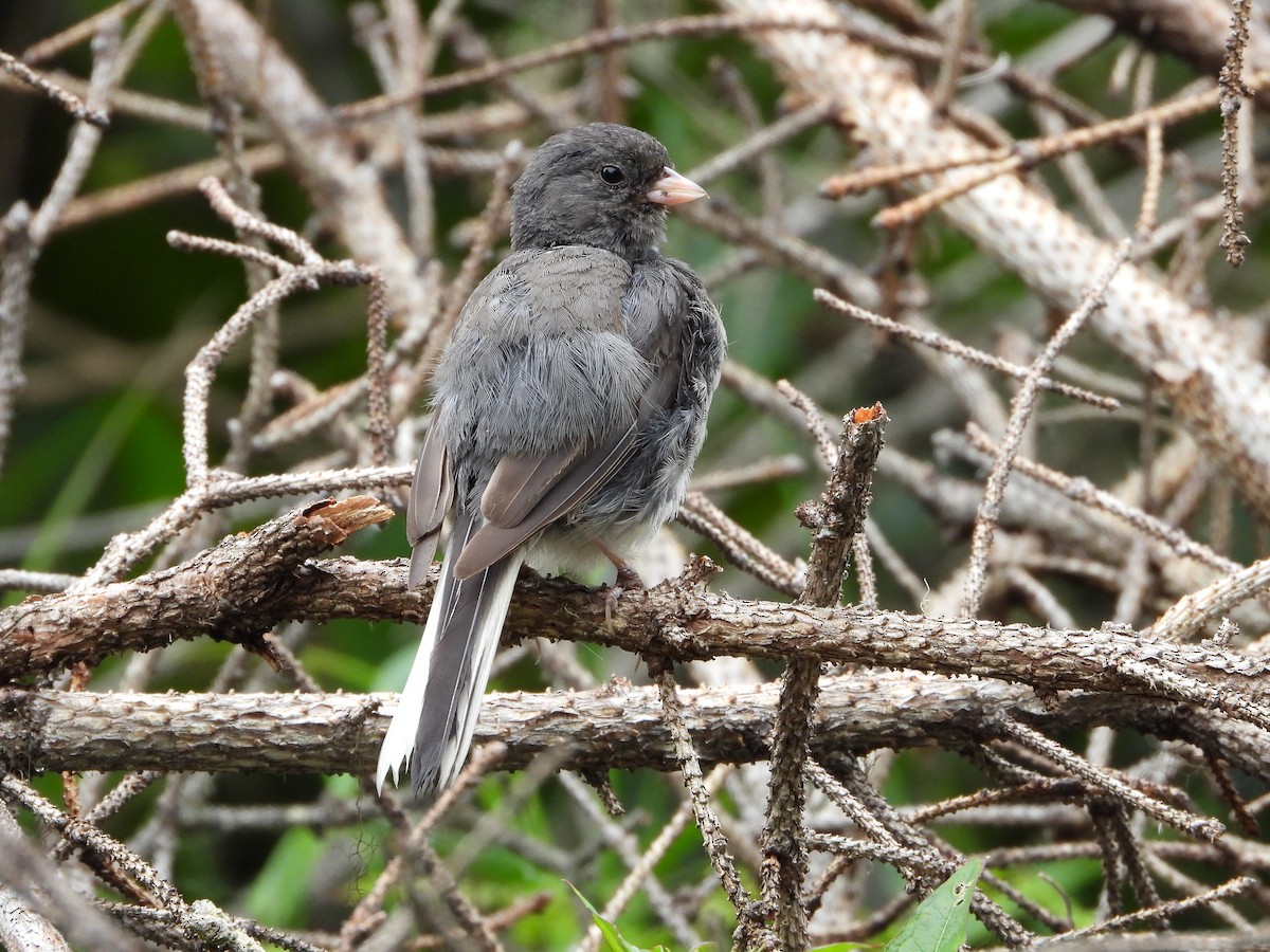 Dark-eyed Junco - ML600440731