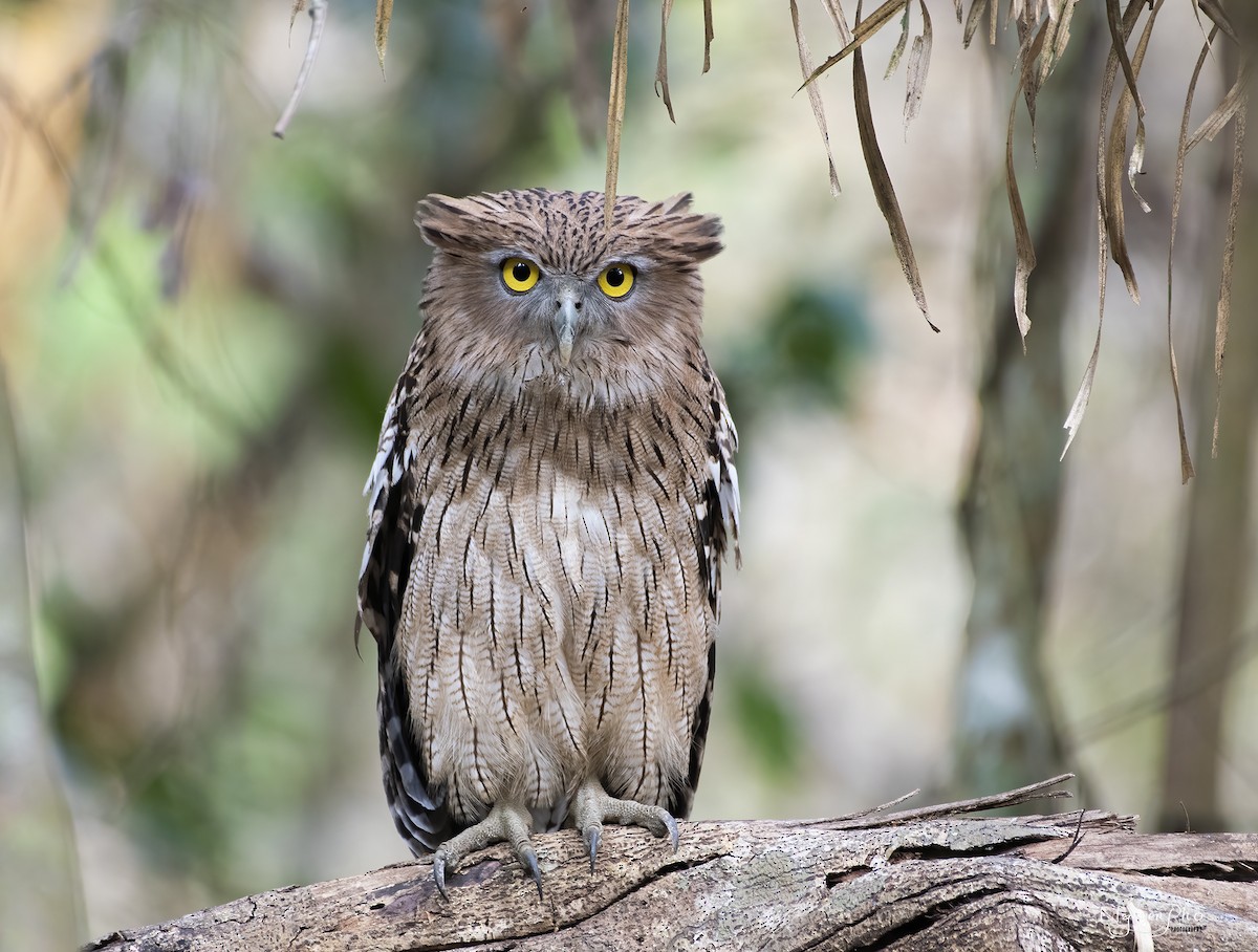 Brown Fish-Owl - ML600441131