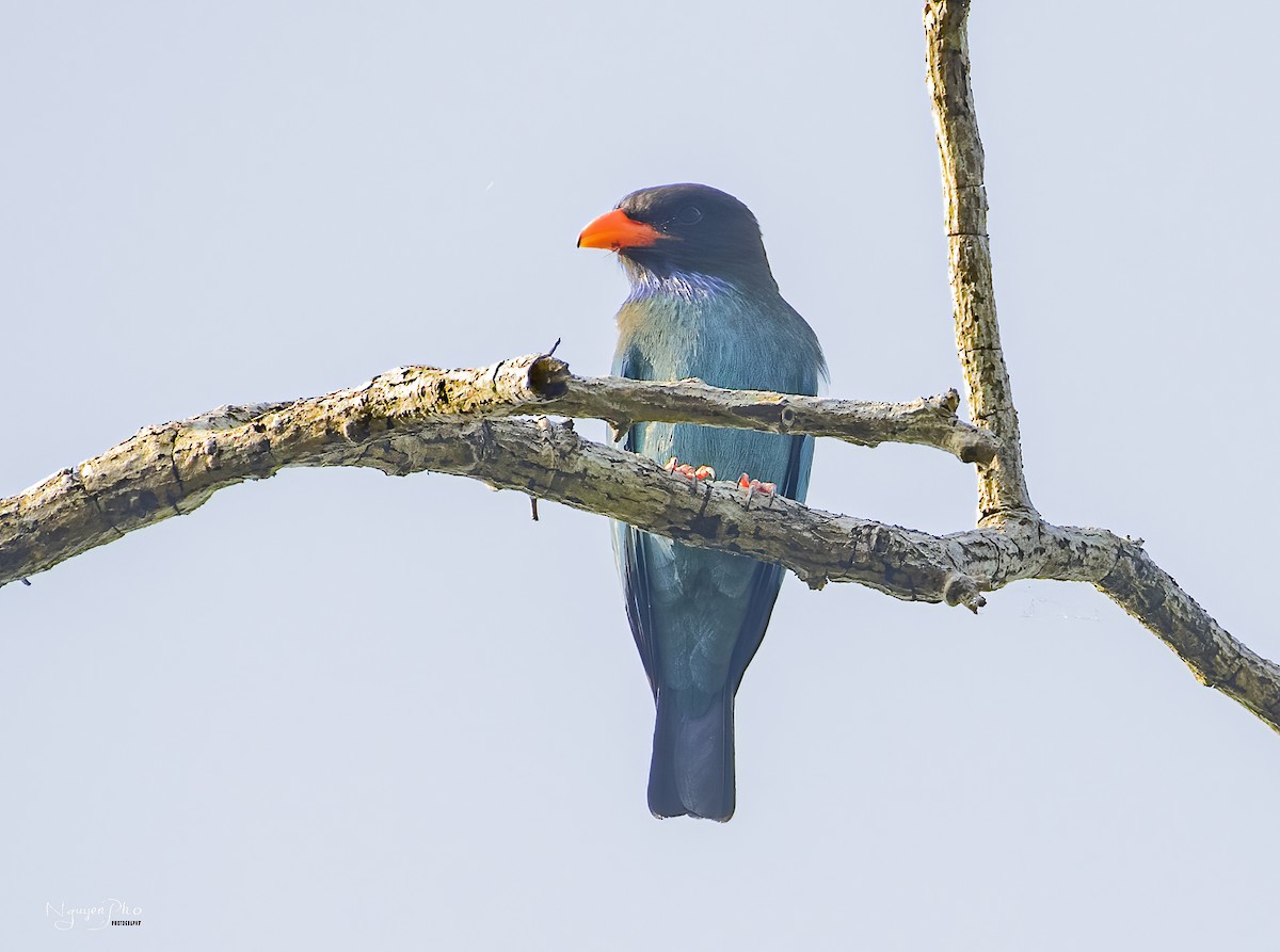 Dollarbird - Nguyen Pho