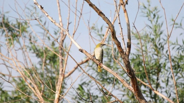 Eurasian Golden Oriole - ML600441421