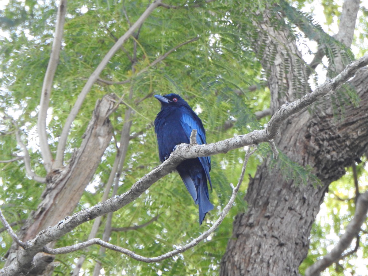 Spangled Drongo - ML600441921