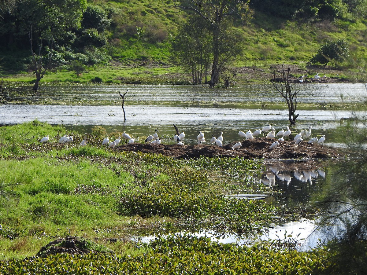 Royal Spoonbill - DS Ridley