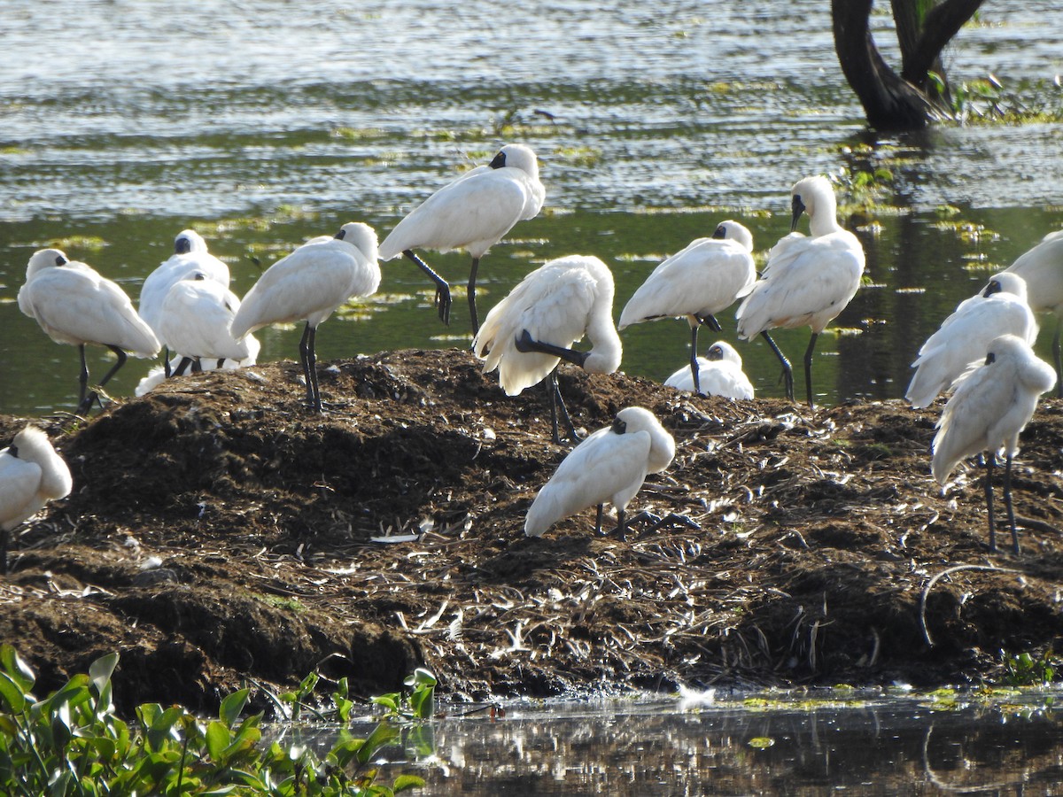 Royal Spoonbill - DS Ridley