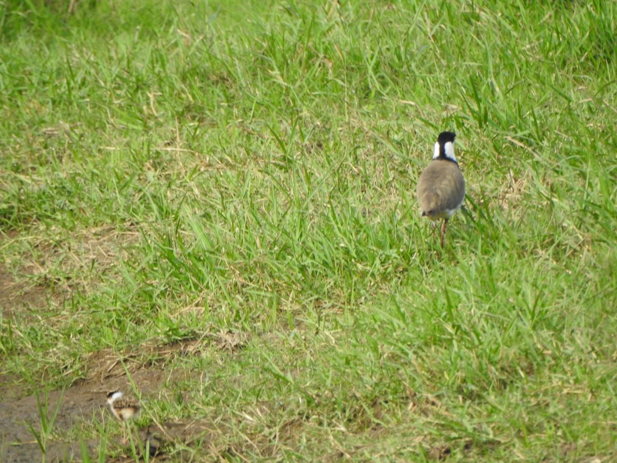 Masked Lapwing - ML600442211