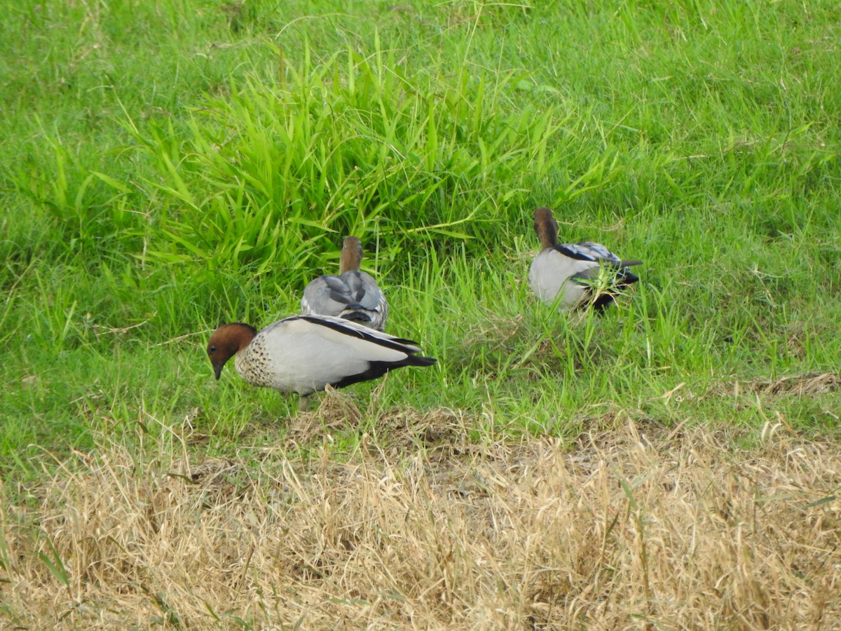 Canard à crinière - ML600442241