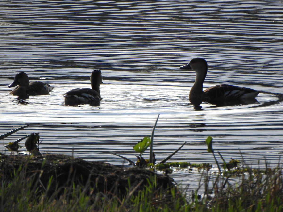 Wandering Whistling-Duck - DS Ridley