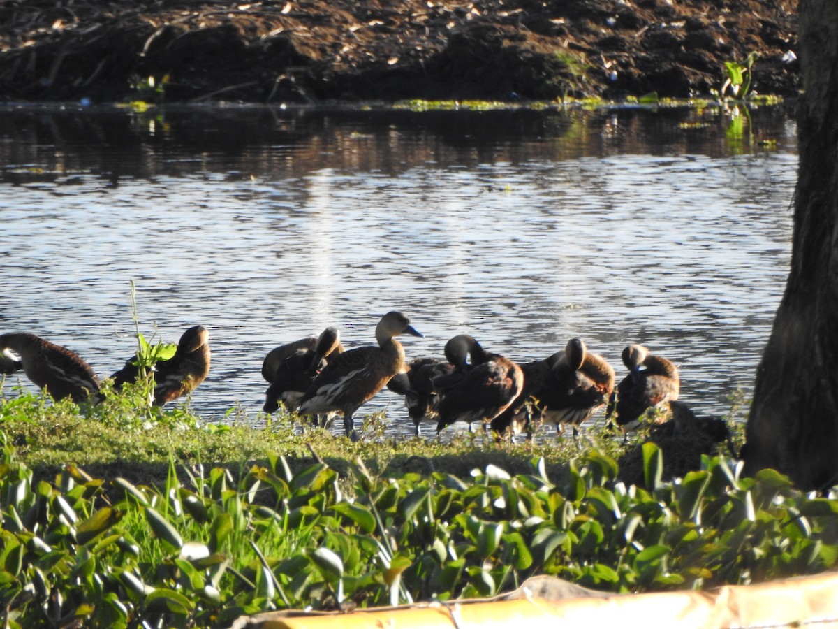 Wandering Whistling-Duck - ML600442631