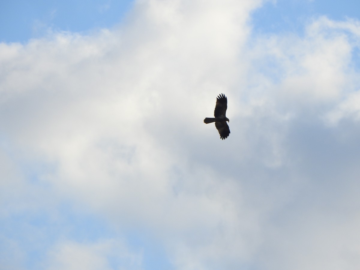 Whistling Kite - DS Ridley