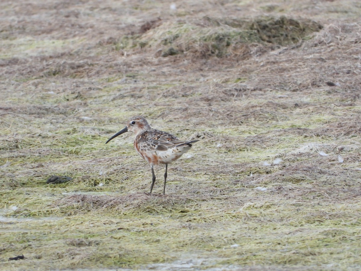 Curlew Sandpiper - Itay Berger