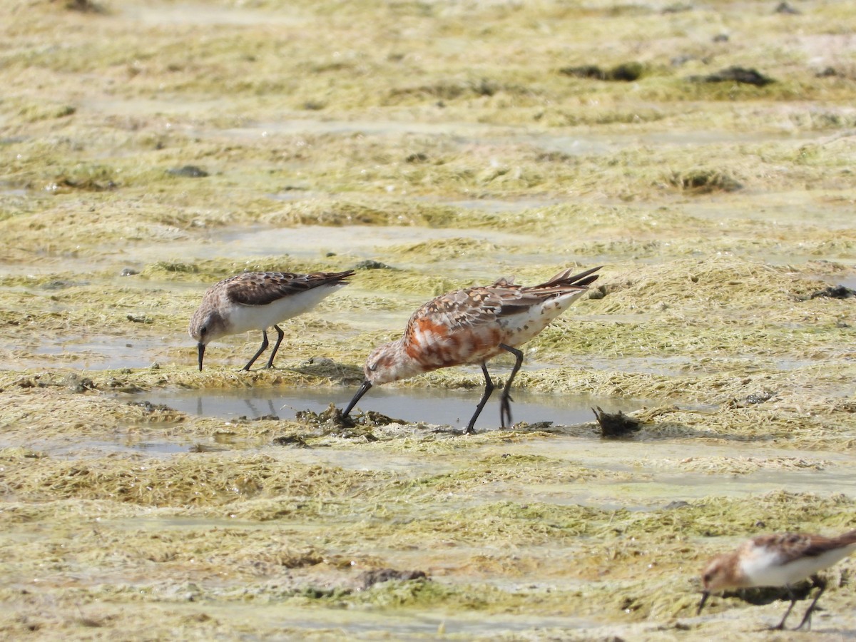 Curlew Sandpiper - Itay Berger