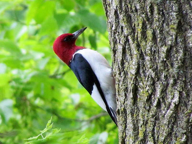 Red-headed Woodpecker - Tracy The Birder