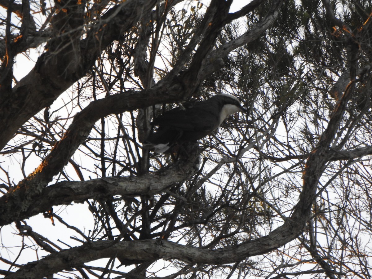 Gray-crowned Babbler - ML600444461