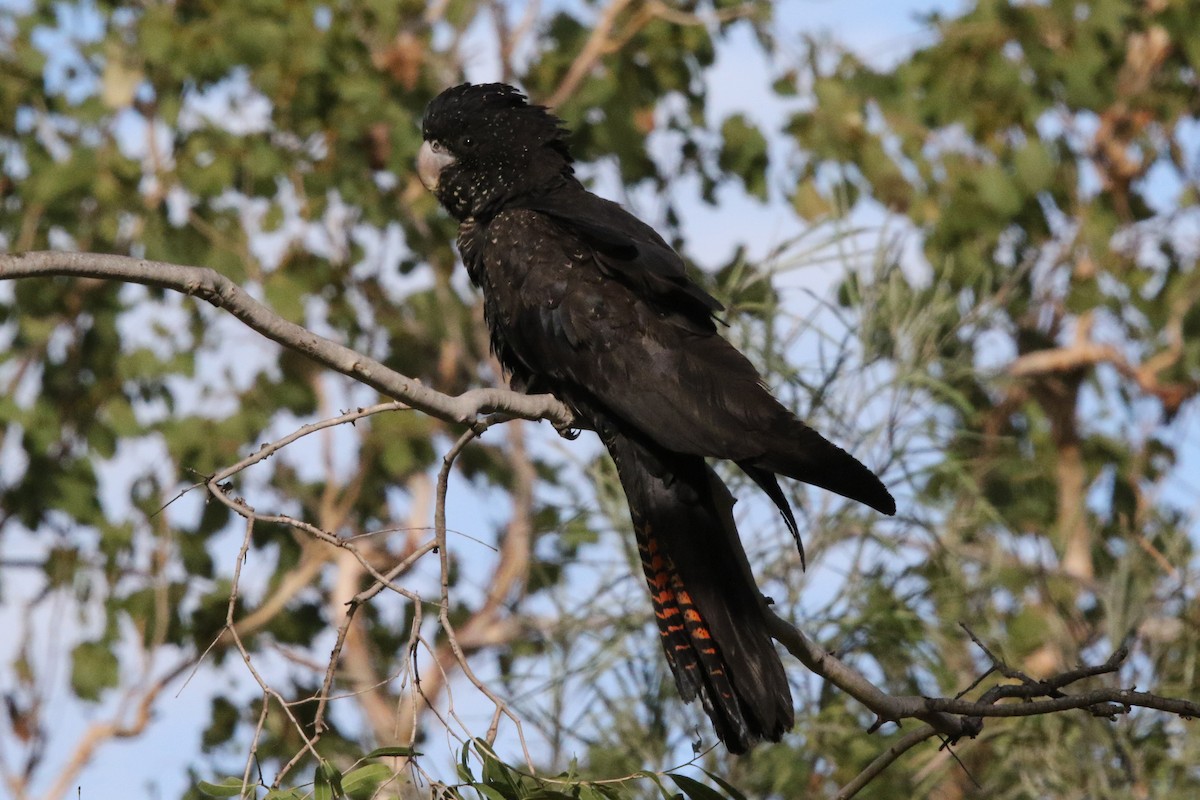 Red-tailed Black-Cockatoo - Andrew Hogg