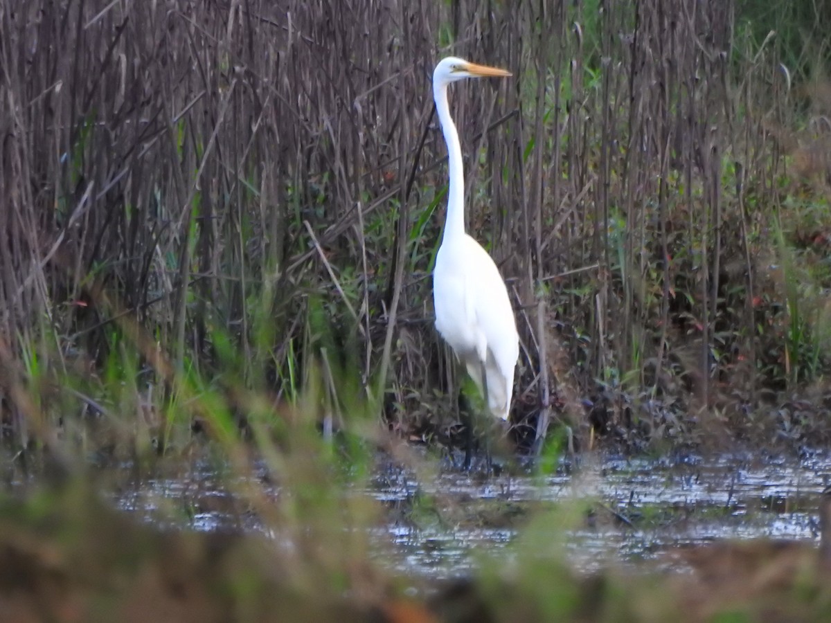 Great Egret - DS Ridley