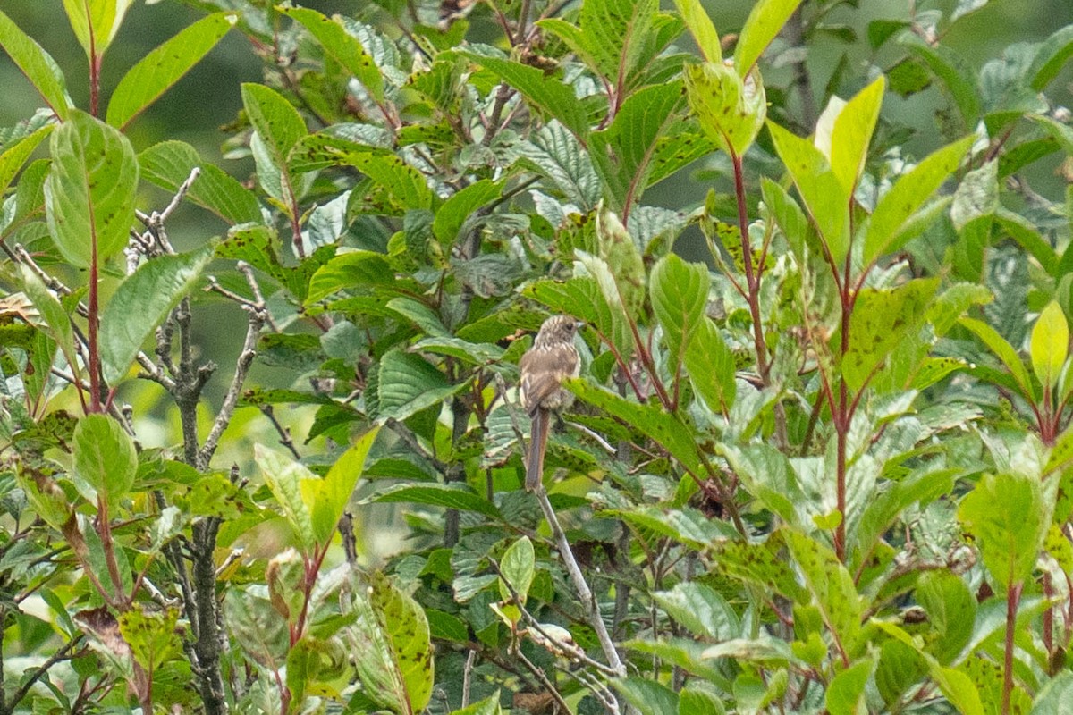 Gray Bushchat - ML600445471