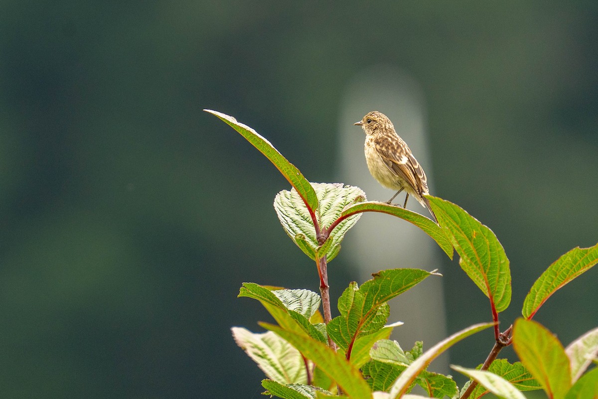 Gray Bushchat - ML600445481