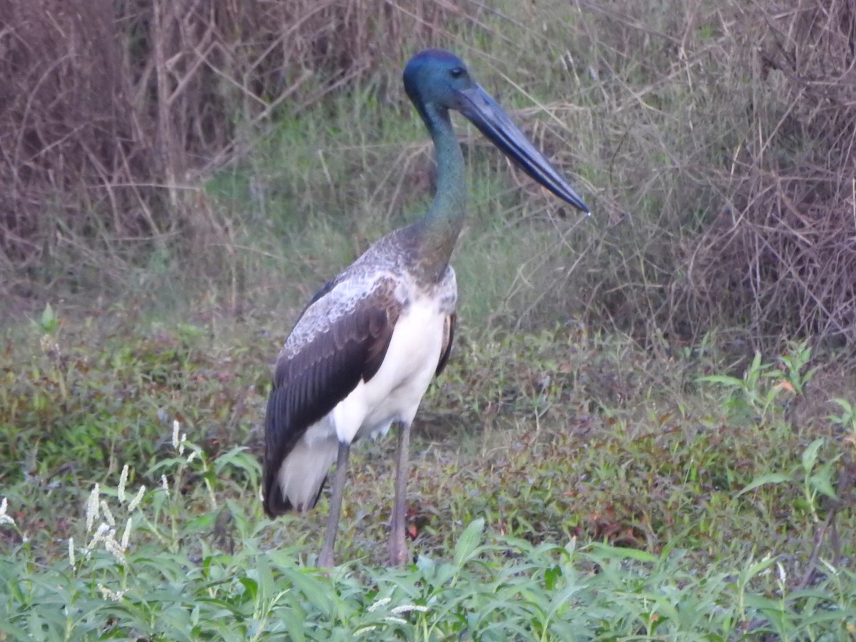Black-necked Stork - DS Ridley