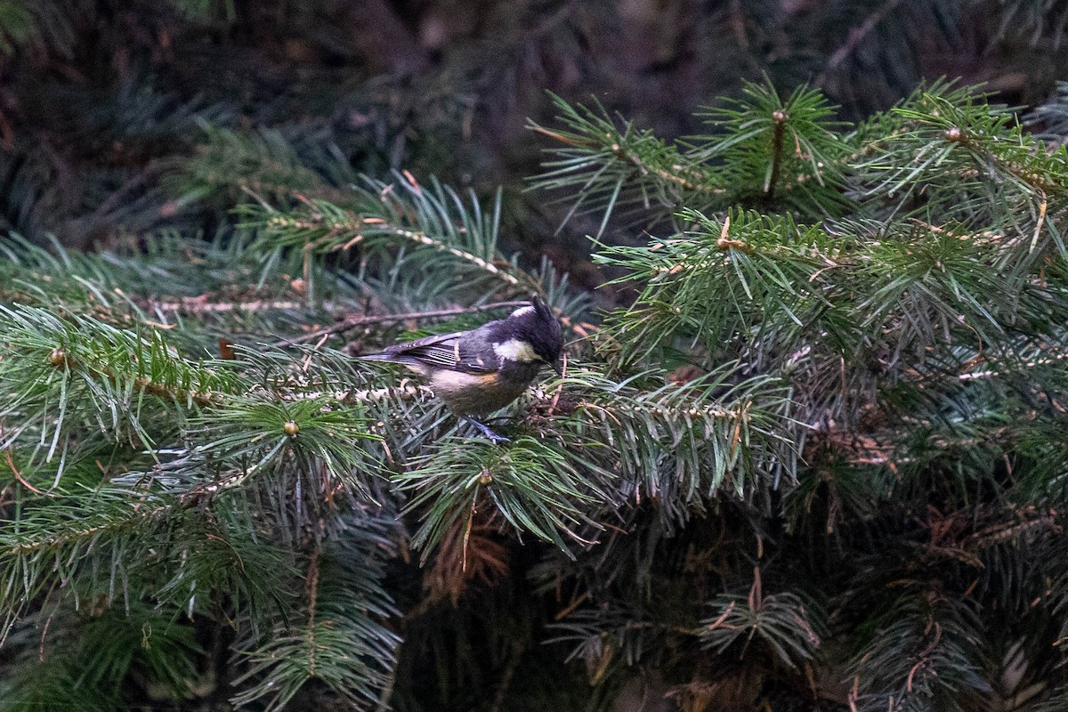 Coal Tit - ML600445691