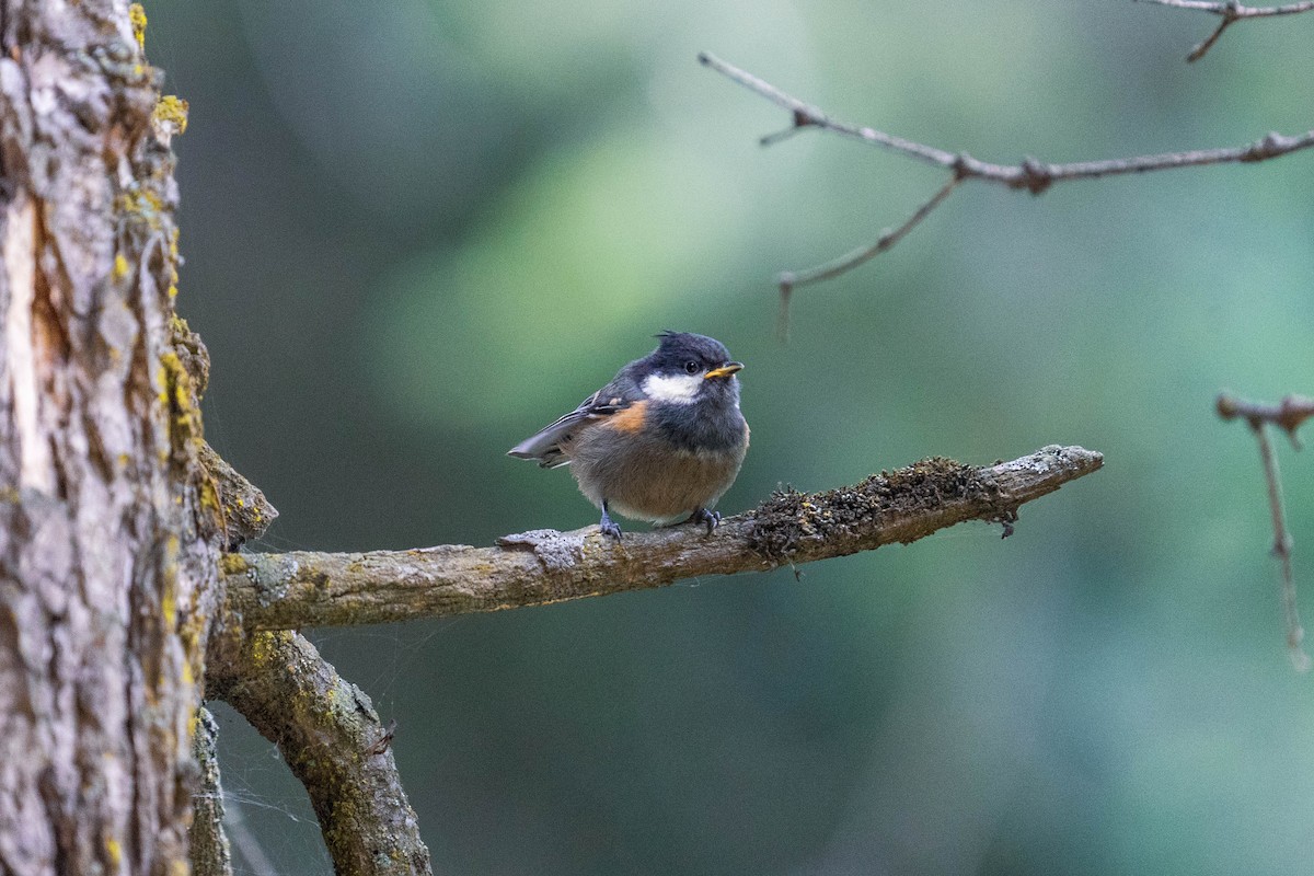 Coal Tit - ML600445711