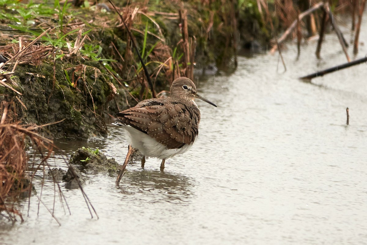 skogsnipe - ML600445781