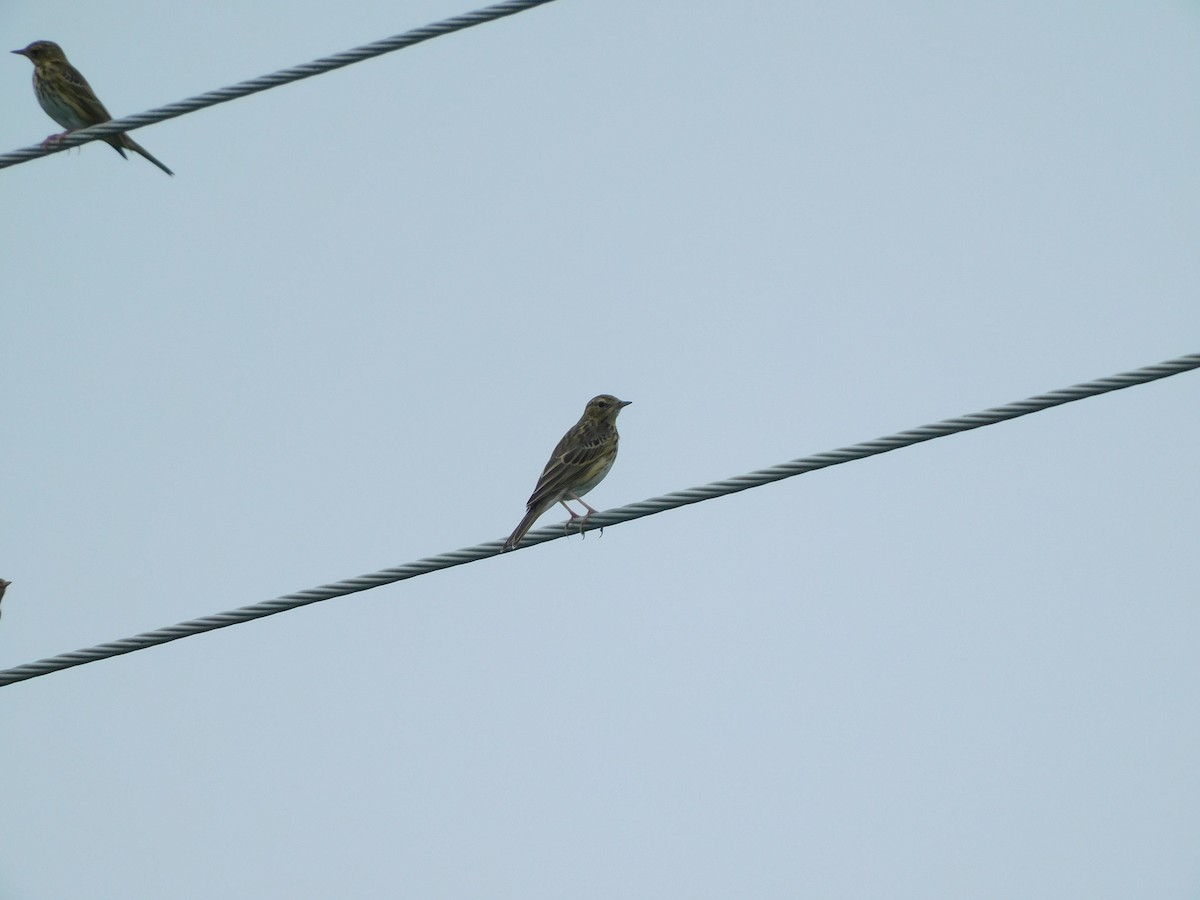 Tree Pipit - ML600446331