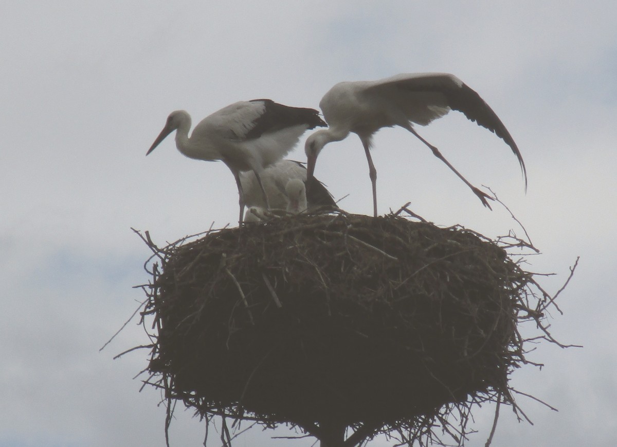 White Stork - ML600447091