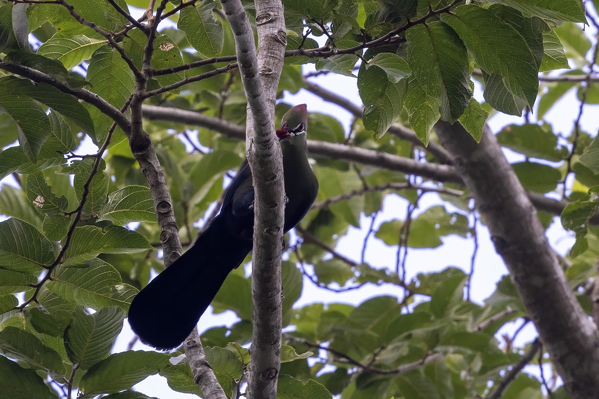 Turaco de Fischer (fischeri) - ML600448761